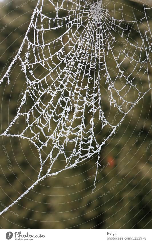frostige Spinnerei - mit Raureif überzogenes Spinnennetz Winter Kälte Eiskristalle Spinngewebe Natur Frost frieren kalt draußen Außenaufnahme Nahaufnahme