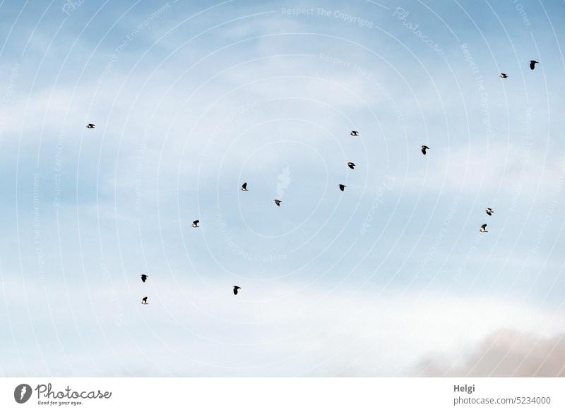 Suchbild - ein Schwarm Kiebitze fliegt vor bewölktem Himmel Vogel Kiebitzschwarm Wolken Natur Wildvogel Frühling fliegen Tier Vogelschwarm Vogelflug Wildtier
