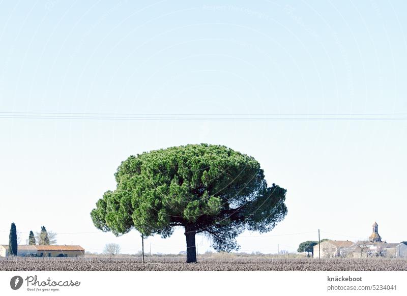 pinie in der petite camargue Pinie Baum Natur Landschaft Provence Camargue Petite Camargue Frankreich Südfrankreich Textfreiraum oben mediterran Außenaufnahme