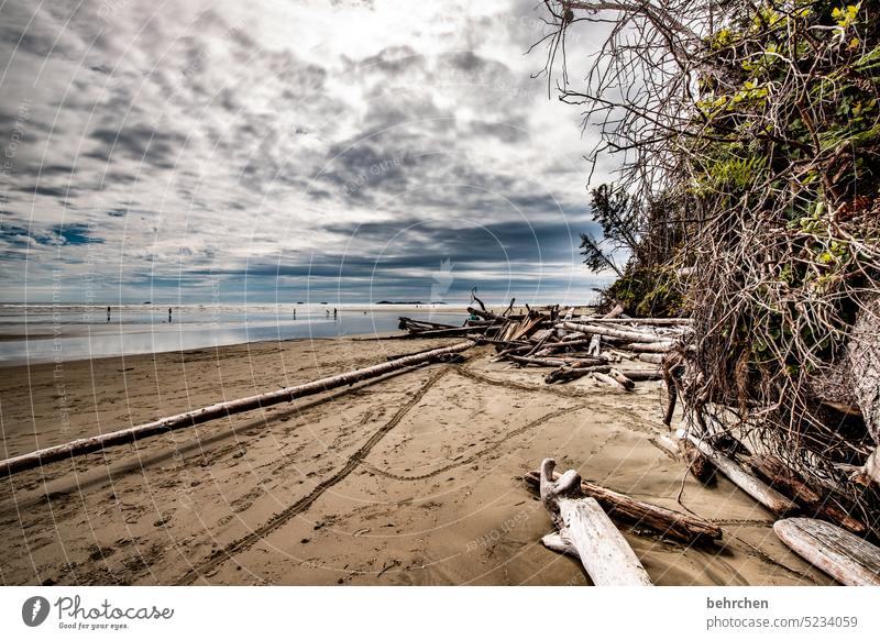 strandgut British Columbia Long Beach Vancouver Island Kanada Nordamerika besonders fantastisch Einsam Einsamkeit Ferne Abenteuer Wasser