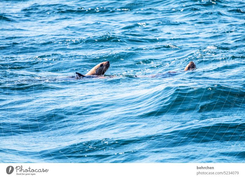 im meer zuhause Seelöwen fantastisch Ausflug Ferien & Urlaub & Reisen Fernweh Vancouver Island Farbfoto Abenteuer Freiheit Kanada Nordamerika British Columbia