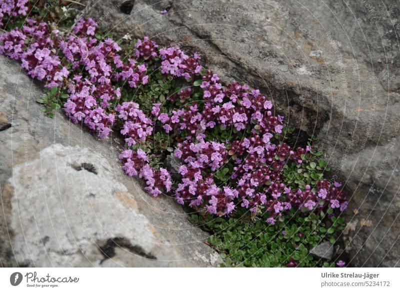pinke Blütenpolster | Überlebenskünstler in einer Felsspalte Polsterblüten rosa Pflanze überleben rauh raue Umgebung harte Bedingungen Natur blühend natürlich