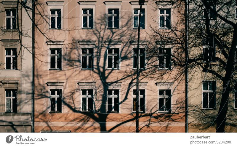 Schatten eines kahlen Baumes vor der rötlichen Fassade eines Mietshauses aus der Gründerzeit wohnen Fenster Berlin Natur Äste und Zweige Stadt Licht verzweigt