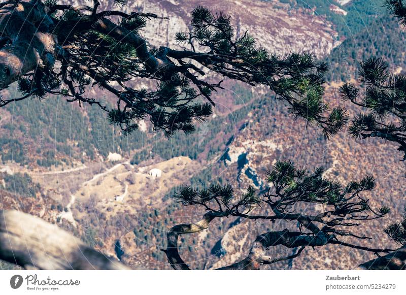 Kiefernzweige vor dem Blick in die Tiefe, Tal im Vorgebirge der Pyrenäen, Zweige Spanien Katalonien Höhenangst Perspektive weit tief Landschaft Natur Berge