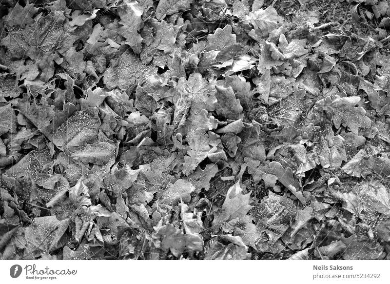 Schwarz-Weiß-Bild von gefrorenen Blättern auf dem Boden im Herbst. abstrakt Kunst Hintergrund Strand schwarz blau übersichtlich Nahaufnahme kalt Farbe cool