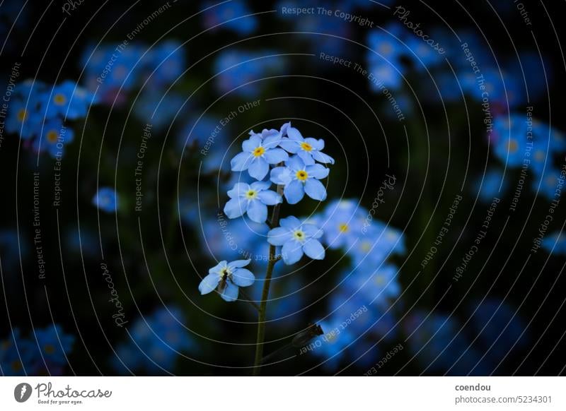 Blaue Blüten eines Vergissmeinnicht zentral vor dunklem Hintergrund Vergißmeinnicht Vergißmeinnichtblüte Vergissmeinnichtblüten blaue Blüten Fliege Insekt