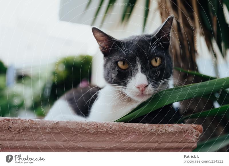 Eine schwarz, weiße Katze die rechts aus dem Bild schaut während sie auf einer Mauer liegt. Palme Blatt grün augen Blick Fell Natur Tier Katzenaugen Tierporträt