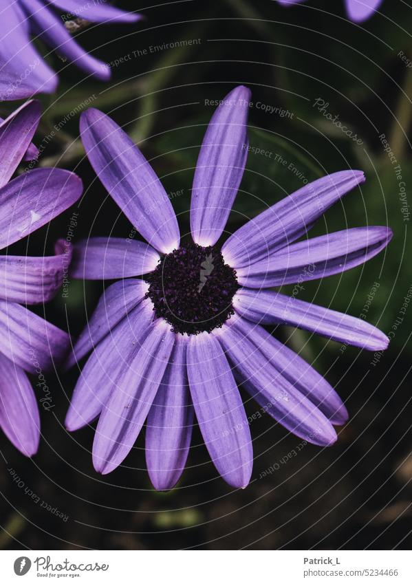 Eine Nahaufnahme einer lilafarbenen Blüte. Blüten pflanze Detailaufnahme Natur natürlich