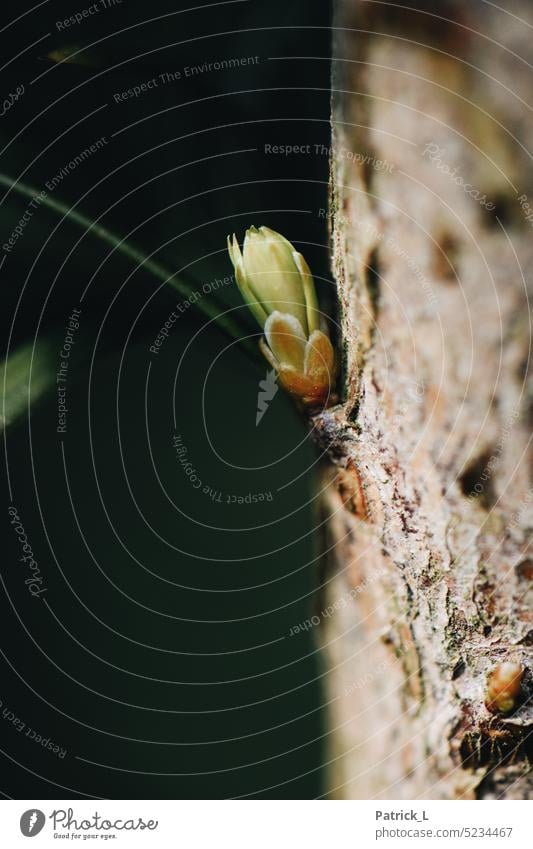 Eine Nahaufnahme, eine Knospe an einem Ast. ast Blatt wachstum Frühling Rinde Makro Grün dunkel Kontrast Natur wachsen leben blühen baum pflanze