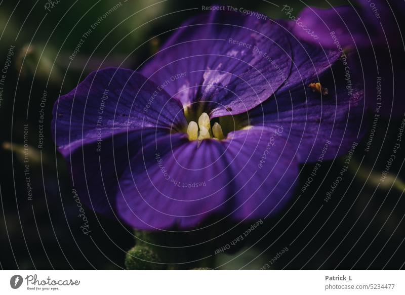 Detailaufnahme einer Blüte bluete Nahaufnahme lila violett dunkel gelb Struktur Strukturen & Formen wachstum blühen pflanze Natur Garten leben
