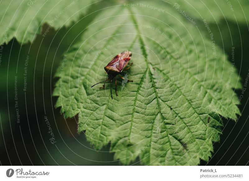 Käfer auf einem Blatt Grün braun Insekt Nahaufnahme Blattadern Natur Detailaufnahme leben Blätter spitzen Panzer Chitin