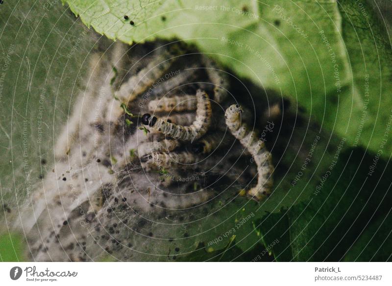 Raupen Sammlung der Gespinstmotte Gespinnstmotte Nest Grün weben wachsen Natur Wirbellos Detailaufnahme Nahaufnahme fäden Farbfoto tiere Insekten Fäden spinnen