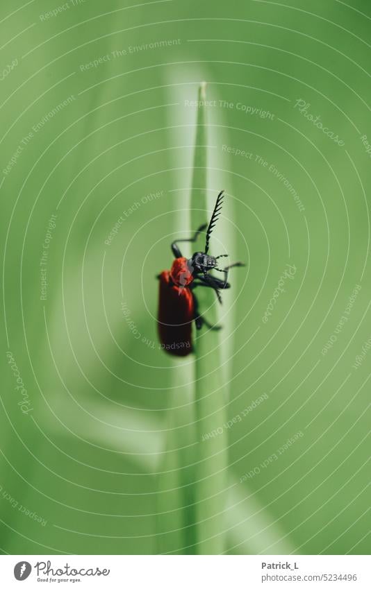 roter Käfer an einem Halm Makro festhalten Grün verrotten schwarz Bokeh unschärfe aufwärts hoch Klettern halm pflanze Nahaufnahme Detailaufnahme Natur wachsen