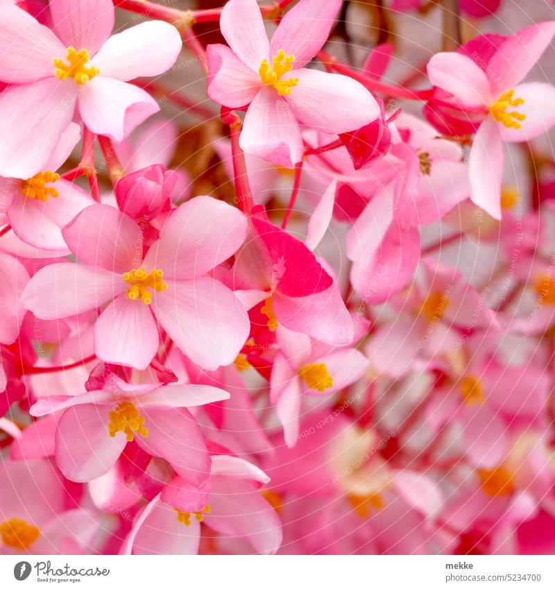 rosaroter Frühling Blüten blühend zart Blume Nahaufnahme Garten schön Natur Pflanze Frühlingsgefühle Detailaufnahme viele klein dicht Fröhlichkeit tropisch