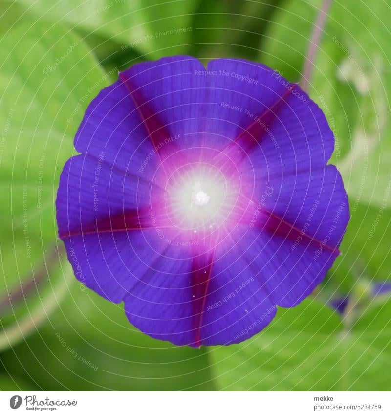 Purpur Prunkwinde (ipomoea purpurea) Blüte Blume Frühling Pflanze Blühend violett Garten lila Nahaufnahme Makroaufnahme Detailaufnahme Blütenblatt rund Trichter