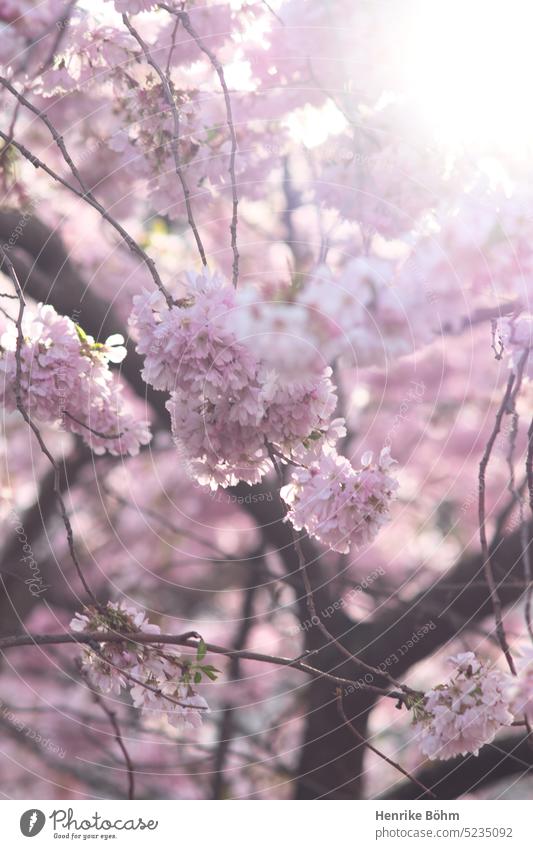 Kirschblüte im Gegenlicht kirsche kirschblüte kirschbaum natur gegenlicht unschärfe frühing rosa zart blühend