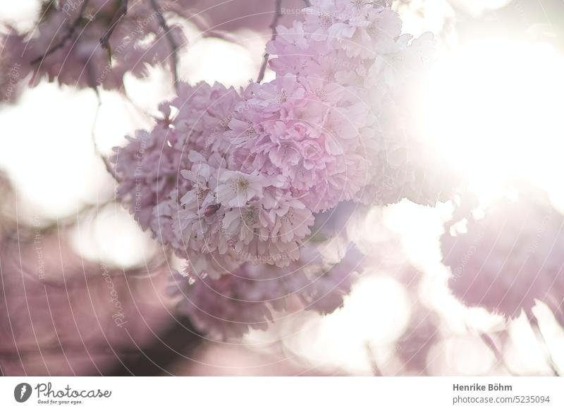 Kirschblüten im Gegenlicht kirschblüte bokeh stimmungsvoll gegenlicht unschärfe frühling rosa pink leichtigkeit zart Blüte Blume Außenaufnahme Pflanze Farbfoto