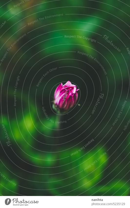Makro Hintergrund natürliche Fotografie mit einem schönen Gänseblümchen mit lebendigen Farben geblümt Frühling Blume Osteospermum. Angiosperma Natur organisch