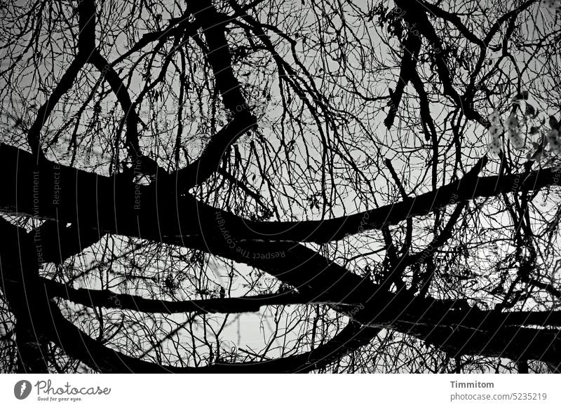 Manchmal behindern die Details den Durchblick Baum Zweige und Äste Herbst Winter kahl Schwarzweißfoto Natur Wasser Fluss Neckar Menschenleer