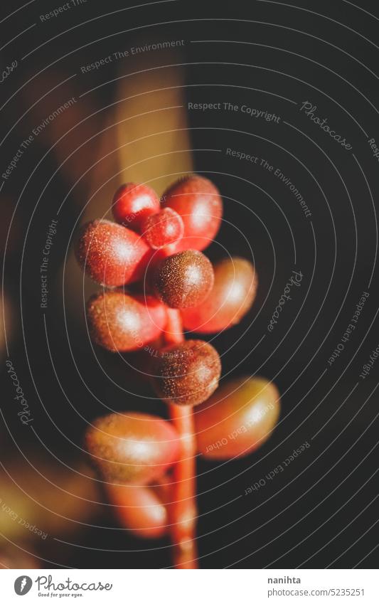 Nahaufnahme einer roten sukkulenten Pflanze Sedum stahlii Sukkulente exotisch Koreaner Hintergrund Zwitter Textur selten einzigartig Farbe farbenfroh schließen
