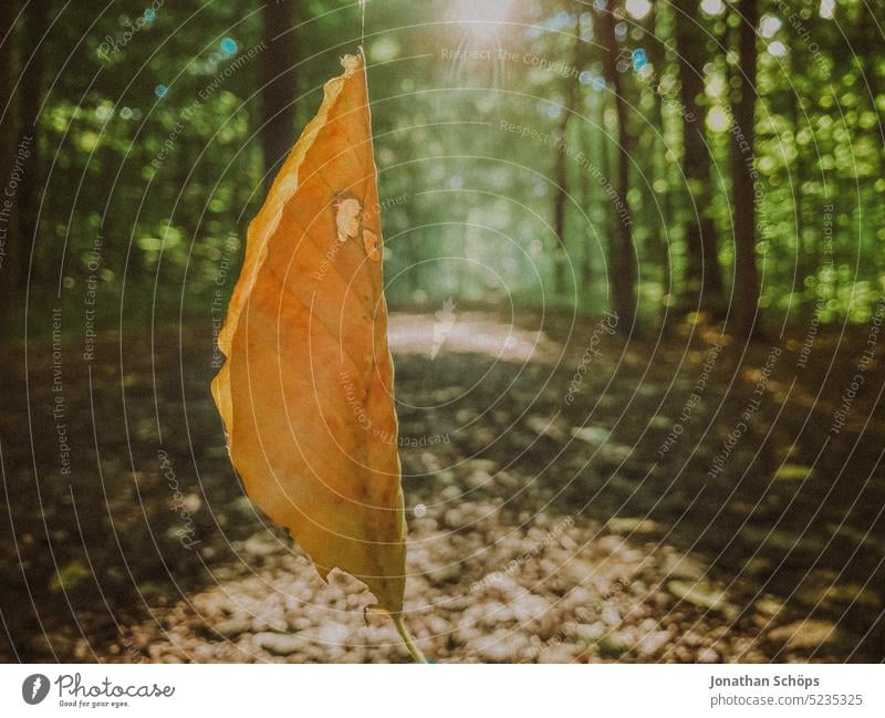 Laubblatt hängt an einer Spinnenweg in der Luft im Wald schweben hängen Blatt Spinnenwebe Waldweg Gegenlicht Sonnenstrahl Nahaufnahme Weg wandern Wanderung