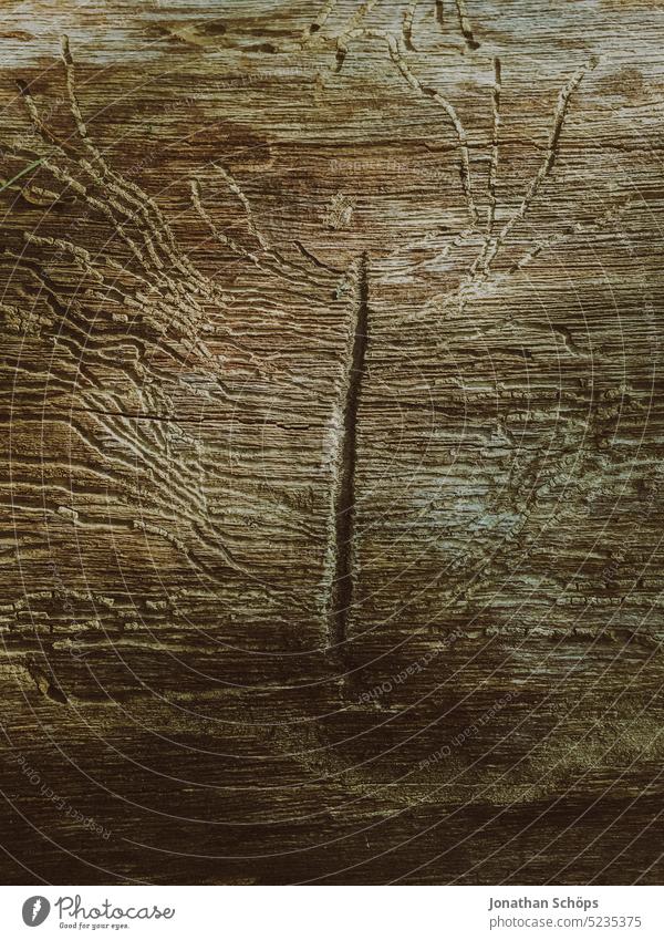 Befall durch Buchdrucker auf einer Baumrinde Muster Rinde Textur Schädlinge Ritze Spalt Fraßspur Nahaufnahme Natur Holz Baumstamm Wald natürlich Detailaufnahme