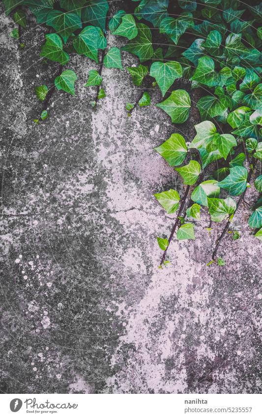 Grüner Efeu an einer Wand mit Kopierraum Pflanze Hintergrund Natur organisch Blatt Blätter Reben Dekoration & Verzierung Garten Gartenarbeit Textur abstrakt