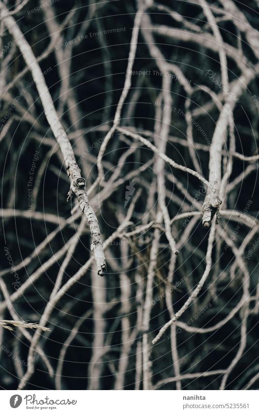 Abstrakte Zusammensetzung der Zweige in der Dunkelheit mit Geheimnis Atmosphäre dunkel Niederlassungen Thriller Hintergrund Textur abstrakt gruselig Halloween