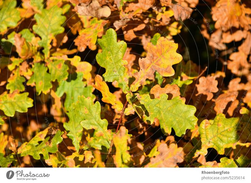 Bunt gefärbtes Laub einer alten Eiche eiche eicheln baum laubbaum herbst oktober landschaft wald bäume natur gelb grün Baum Natur Herbst Blatt Wald Eicheln