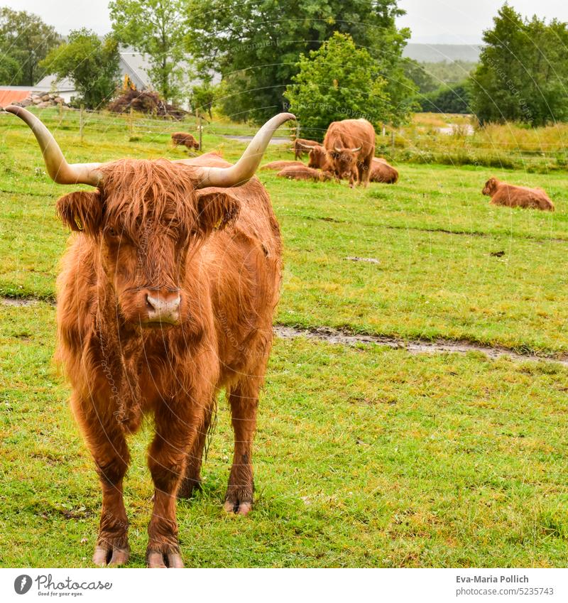 ein haariges, schottisches Hochlandrind vor einer ganzen Herde schottischer Hochlandrinder auf einer Weide in Schweden schottland steak highlandrind