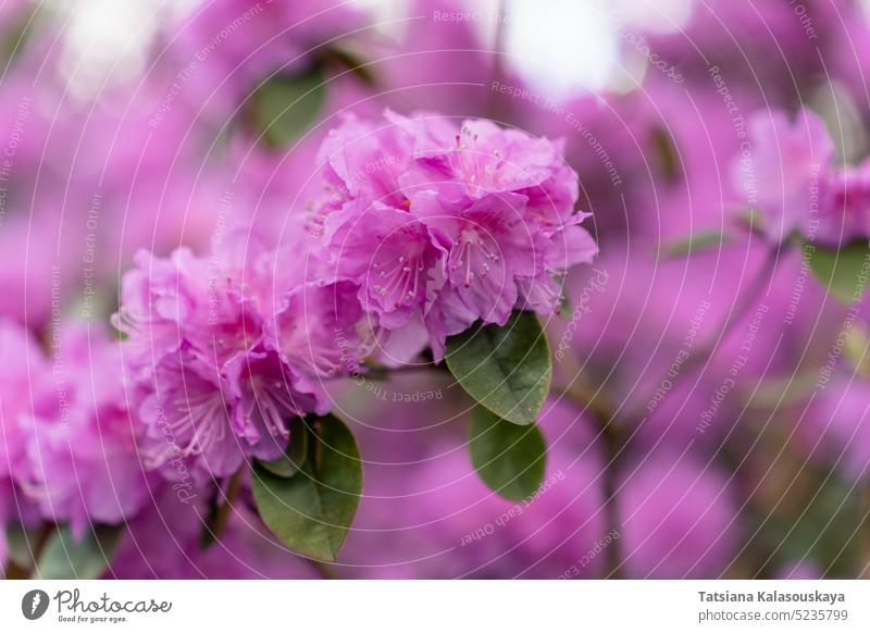 Fokus im Vordergrund auf den üppig blühenden Rhododendronzweig 'PJ Mezitt' mit lila-rosa Blüten rhododendron P.J. Mezitt P J Mezitt Dauricum rhododendron