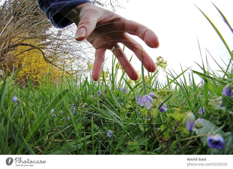 Eine Frauenhand greift in einer Wiese nach einem Tier oder Gegenstand Hand greifen Gras Blumen griff Stufe fangen pflücken unheimlich stehlen diebstahl