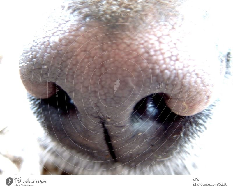 Riechkolben Hund Labrador braun Loch Nasenloch Sinnesorgane Geruch