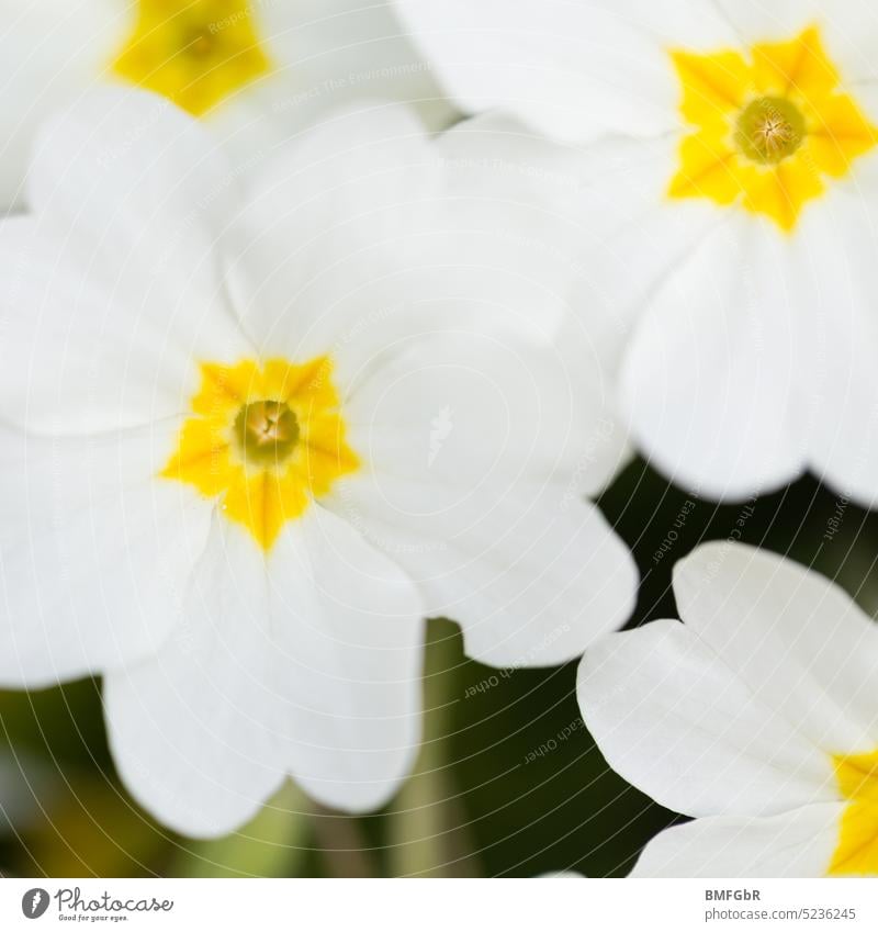 Detailaufnahme von einigen weißen Primelblüten mit gelbem Stempel Blüte Blütenblätter Makro Pflanze Blume Garten Gartenblume Wiesenblume Frühling Frühlingsblume