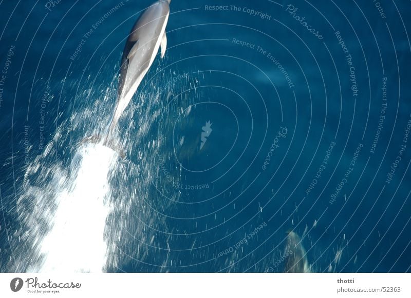 Flipper 2 Delphine Großer Tümmler Meer springen Tier Wasser dolphin water ocean Bewegung motion