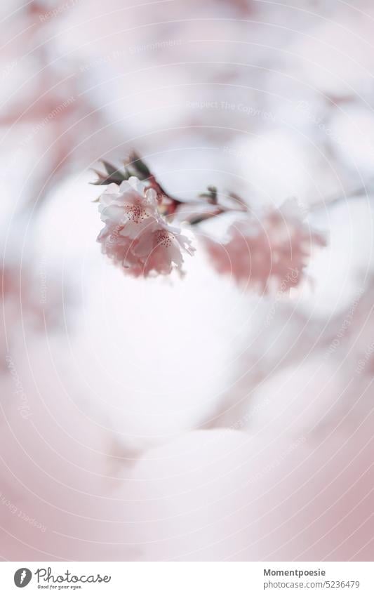 Kirschblüten Blüten Zweig Unschärfe Detailaufnahme Saison Frühling saisonbedingt sanft Natur rosa Blühend Pflanze Ast schön zart weiß Baum Kirschbaum blühen