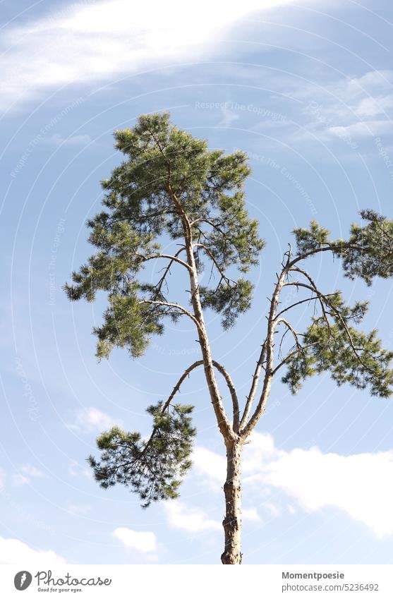Baum Nadelbaum mediterran Schönes Wetter Blauer Himmel Blauer Hintergrund wolkig Wolken weiße Wolken blau Natur Tag Sommer Außenaufnahme Farbfoto Menschenleer