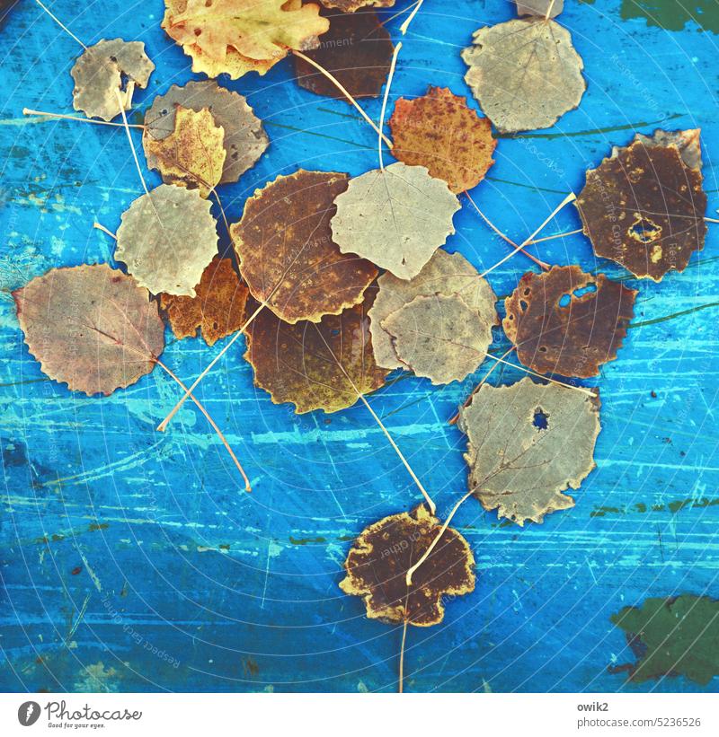 Herbstlaub vor Blau Blätter Jahreszeiten herbstlich Außenaufnahme Herbstfärbung Natur Herbststimmung Blatt Herbstwetter Herbstbeginn gelb Vergänglichkeit Umwelt