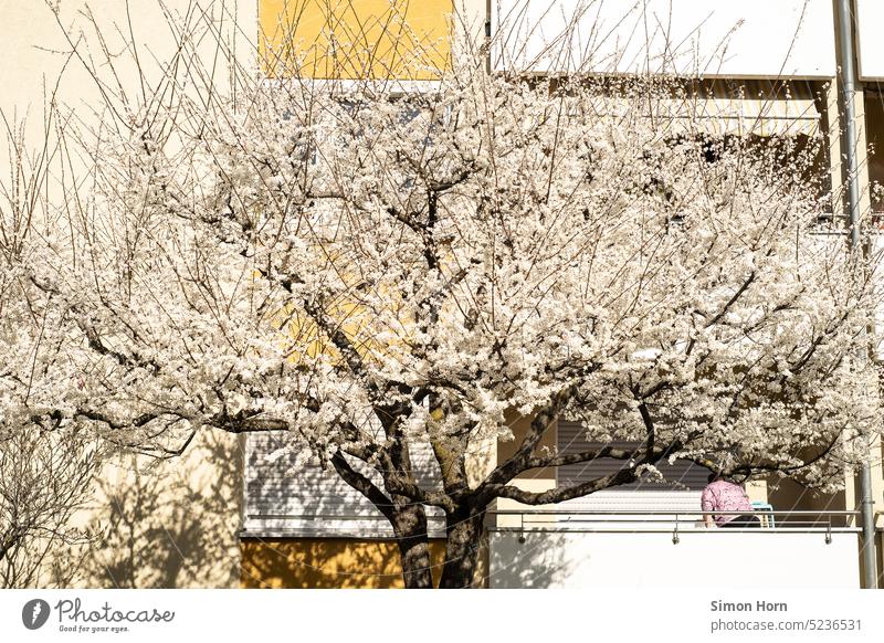 Balkon mit blühendem Baum Frühling Knospen Frühlingserwachen Sonne Blüte Vorgarten Stadt Neuanfang Optimismus optimistisch neu weiß