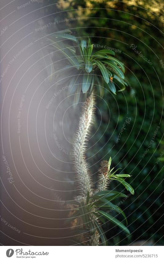 Palme Palmen Palmengarten Ferien & Urlaub & Reisen Palmenzweige exotisch Sommer Natur Urlaubsstimmung Pflanze Fuerteventura Palmenwedel Regenwald tropic Wald