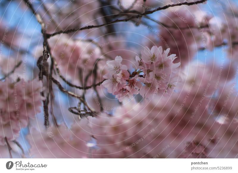 der frühling ist da. blühender kirschbaum. rosa blüten vor blauem himmel kirschblüten Natur Pflanze Baum Blühend schön