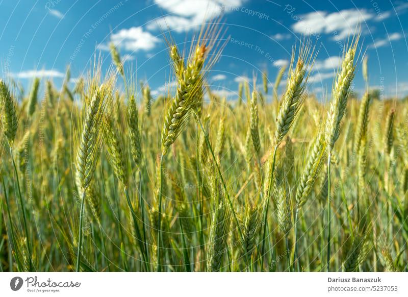 Nahaufnahme von grünen Triticale-Ähren und blauem Himmel Ohr Feld Müsli Zwitter Ackerbau Pflanze wachsend Korn Wachstum Roggen Hintergrund Industrie Weizen