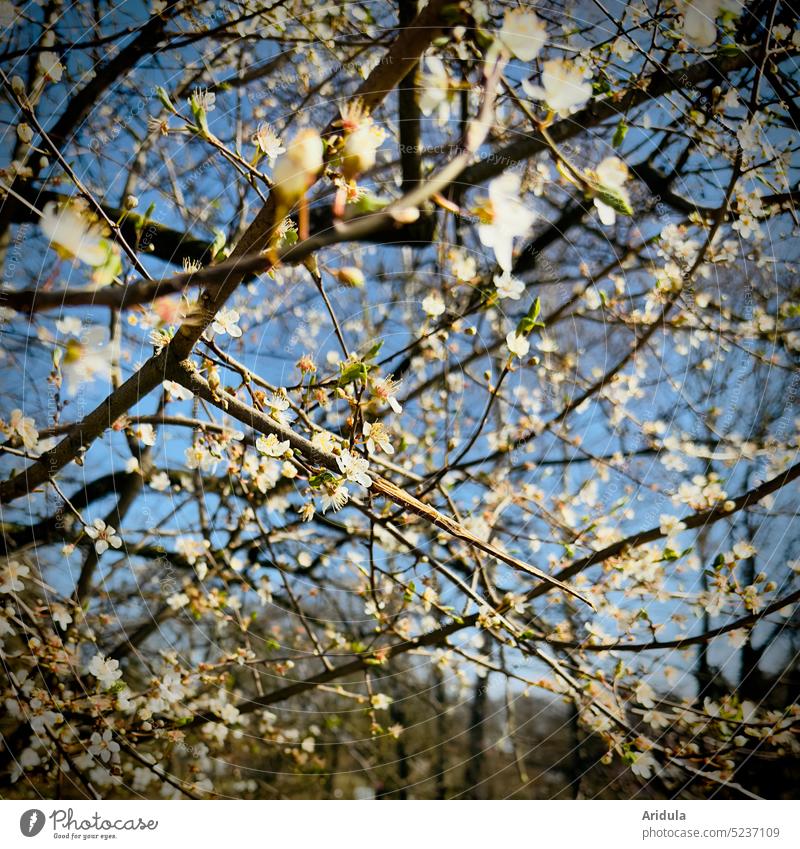 Blühender Strauch No. 3 Blüten Frühling Kirschpflaume Sonne Zweige weiß Knospe Blauer Himmel Sonnenlicht Sonnenschein Insekten Pollensuche Bienen Honig