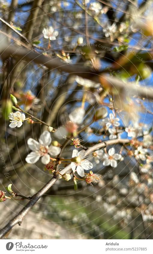 Blühender Strauch No. 1 Blüten Frühling Kirschpflaume Sonne Zweige weiß Unschärfe Bienen Insekten Pollen Pollensuche Honig Sonnenlicht Sonnenschein