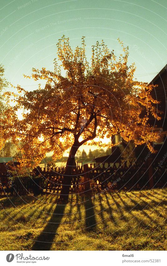 Birnenbaum im Herbst Baum Holz Blatt Wiese Sonne Wärme Schatten Garten Frucht Himmel Natur Landschaft
