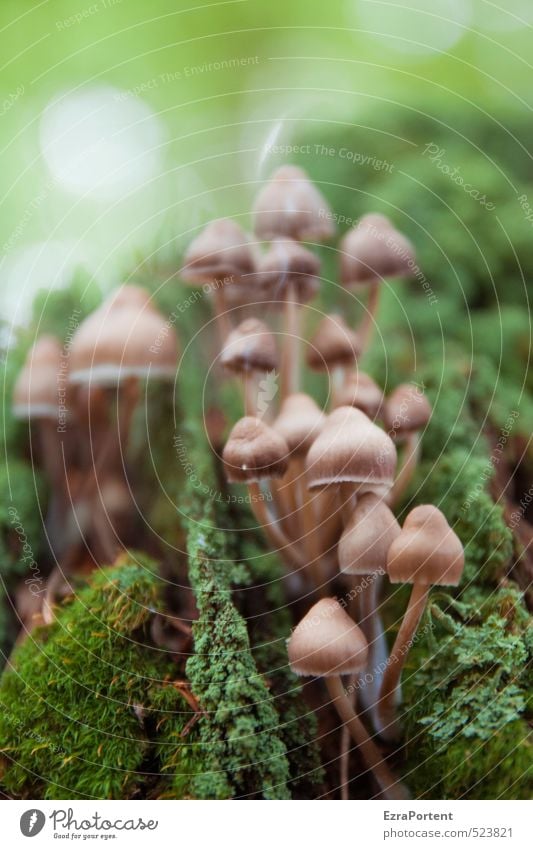 Beatles Ferien & Urlaub & Reisen Umwelt Natur Landschaft Pflanze Herbst Moos Wald ästhetisch natürlich schön braun grün Pilz Pilzhut ansammeln viele mehrere