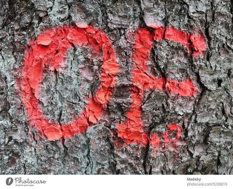 Tote Buchstaben OE für Oerlinghausen aufgemalt mit roter Farbe auf der grauen Rinde eines alten Baum in Oerlinghausen bei Bielefeld am Hermannsweg im Teutoburger Wald in Ostwestfalen-Lippe