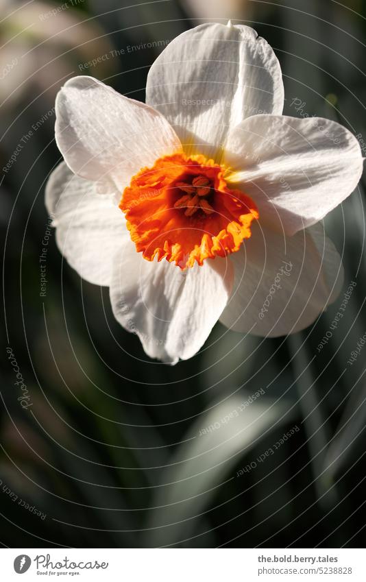 Narzisse in weiß-orange Frühling grün Blume Blüte Pflanze Blühend Farbfoto Tag