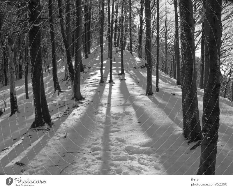 Wintersonne im Wald Baum Schwarzweißfoto Schnee lange schatten