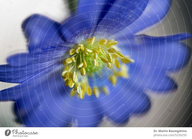 Anemone blanda, Balkananemone, Blüte Balkanwindröschen blau Staude ausdauernd krautig Geophyt Frühjahrsblüher Hahnenfussgewächse Ranunculaceae giftig